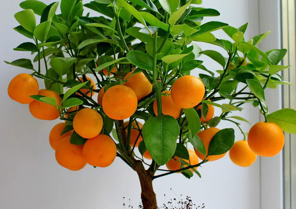 Drvo mandarine prema feng shuiju
