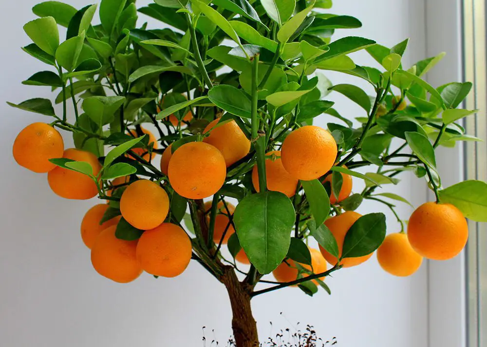 Drvo mandarine