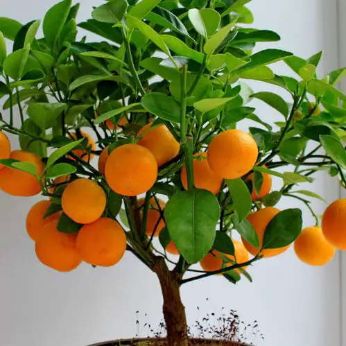 Drvo mandarine