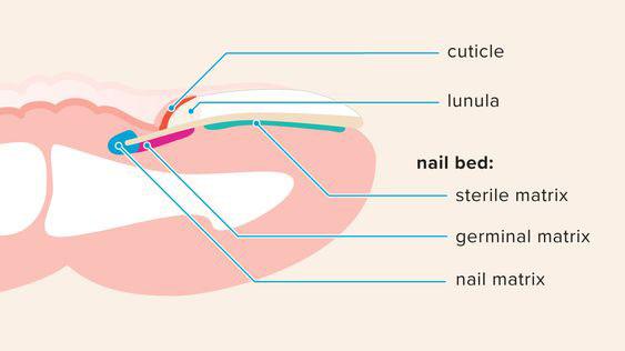 "Nail cycling" metoda obećava da će vaši nokti biti zdravi I lepi.