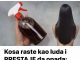 Kosa raste kao luda i PRESTAJE da opada: ŽIVA VODA za kosu, efekat će vas oduševiti! Kosa raste kao luda i PRESTAJE da opada: ŽIVA VODA za kosu, efekat će vas oduševiti! - featured image