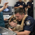 Policajac se sagnuo i zagrlio svog službenog psa dok je veterinar pripremao posljednju injekciju za nju, ali u posljednjem trenutku pas je učinio nešto zbog čega su svi u sobi ostali ukočeni od šoka. Policajac se sagnuo i zagrlio svog službenog psa dok je veterinar pripremao posljednju injekciju za nju, ali u posljednjem trenutku pas je učinio nešto zbog čega su svi u sobi ostali ukočeni od šoka. - featured image