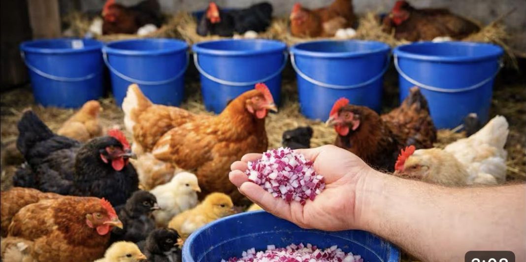 SAMO OVO DAJ KOKOŠKAMA I UVIJEK ĆE NOSITI JAJA! Svi ga imamo u bašti - featured image SAMO OVO DAJ KOKOŠKAMA I UVIJEK ĆE NOSITI JAJA! Svi ga imamo u bašti - featured image