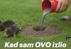 Kad sam OVO izlio krticama nestale su za 2 minute- EV0 KAK0 DA NAPRAVlTE SMJESU… Kad sam OVO izlio krticama nestale su za 2 minute- EV0 KAK0 DA NAPRAVlTE SMJESU… - featured image