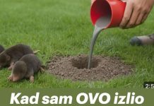 Kad sam OVO izlio krticama nestale su za 2 minute- EV0 KAK0 DA NAPRAVlTE SMJESU… Kad sam OVO izlio krticama nestale su za 2 minute- EV0 KAK0 DA NAPRAVlTE SMJESU… - featured image