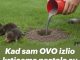 Kad sam OVO izlio krticama nestale su za 2 minute- EV0 KAK0 DA NAPRAVlTE SMJESU… Kad sam OVO izlio krticama nestale su za 2 minute- EV0 KAK0 DA NAPRAVlTE SMJESU… - featured image