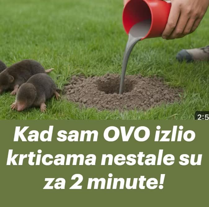 Kad sam OVO izlio krticama nestale su za 2 minute- EV0 KAK0 DA NAPRAVlTE SMJESU… - featured image