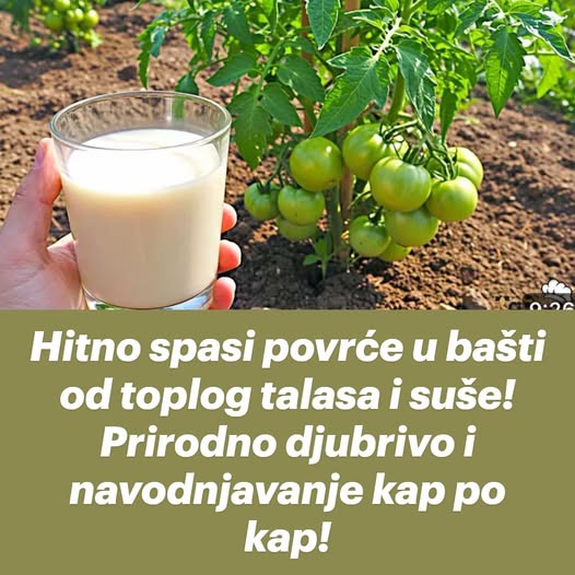 Hitno spasi povrće u bašti od suše! Prirodno djubrivo i navodnjavanje kap po kap! EVO KAKO ! (FOTO) - featured image