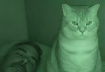 Nisam razumela zašto nas mačka svake noći posmatra mene i mog muža dok spavamo. Nisam razumela zašto nas mačka svake noći posmatra mene i mog muža dok spavamo. - featured image