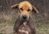 Zvali su ga ružnim — a onda su ga ostavili kao da nikada nije bio dio njihove porodice. 💔🐶 Zvali su ga ružnim — a onda su ga ostavili kao da nikada nije bio dio njihove porodice. 💔🐶 - featured image