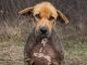 Zvali su ga ružnim — a onda su ga ostavili kao da nikada nije bio dio njihove porodice. 💔🐶 Zvali su ga ružnim — a onda su ga ostavili kao da nikada nije bio dio njihove porodice. 💔🐶 - featured image