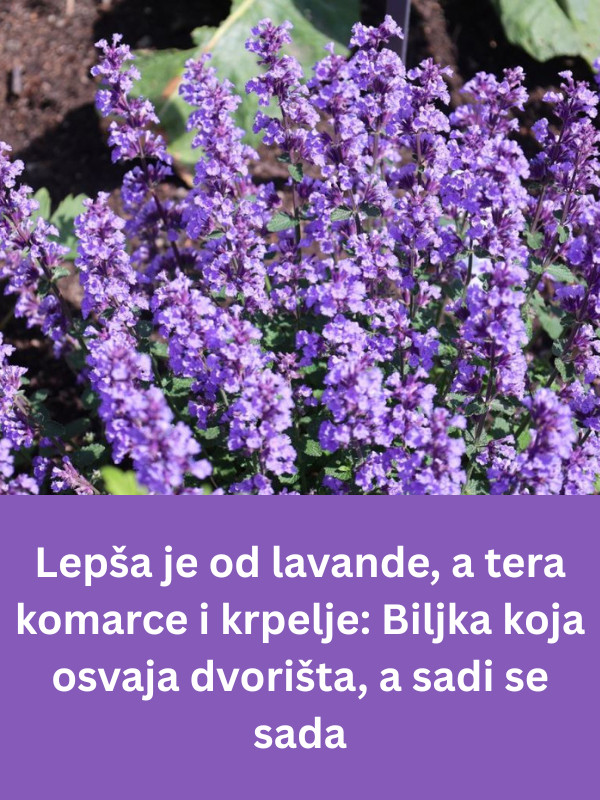 Lepša je od lavande, a tera komarce i krpelje: Biljka koja osvaja dvorišta, a sadi se sada - content image