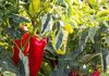 Njemačka metoda sadnje paprika: Zaboravite na kopanje i plijevljenje, a prinos će biti duplo veći Njemačka metoda sadnje paprika: Zaboravite na kopanje i plijevljenje, a prinos će biti duplo veći - content image