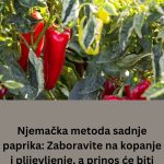 Njemačka metoda sadnje paprika: Zaboravite na kopanje i plijevljenje, a prinos će biti duplo veći Njemačka metoda sadnje paprika: Zaboravite na kopanje i plijevljenje, a prinos će biti duplo veći - content image