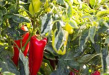 Njemačka metoda sadnje paprika: Zaboravite na kopanje i plijevljenje, a prinos će biti duplo veći Njemačka metoda sadnje paprika: Zaboravite na kopanje i plijevljenje, a prinos će biti duplo veći - content image