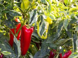 Njemačka metoda sadnje paprika: Zaboravite na kopanje i plijevljenje, a prinos će biti duplo veći Njemačka metoda sadnje paprika: Zaboravite na kopanje i plijevljenje, a prinos će biti duplo veći - content image