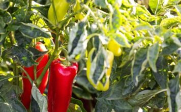 Njemačka metoda sadnje paprika: Zaboravite na kopanje i plijevljenje, a prinos će biti duplo veći Njemačka metoda sadnje paprika: Zaboravite na kopanje i plijevljenje, a prinos će biti duplo veći - content image