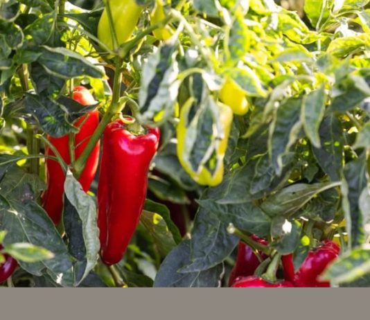 Njemačka metoda sadnje paprika: Zaboravite na kopanje i plijevljenje, a prinos će biti duplo veći Njemačka metoda sadnje paprika: Zaboravite na kopanje i plijevljenje, a prinos će biti duplo veći - content image