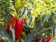 Njemačka metoda sadnje paprika: Zaboravite na kopanje i plijevljenje, a prinos će biti duplo veći Njemačka metoda sadnje paprika: Zaboravite na kopanje i plijevljenje, a prinos će biti duplo veći - content image