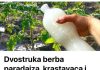 Dvostruka Berba Paradajza, Krastavaca I Bez Štetočina: Sipajte Ovo Domaće ČUD0 U Baštu! Dvostruka Berba Paradajza, Krastavaca I Bez Štetočina: Sipajte Ovo Domaće ČUD0 U Baštu! - featured image
