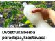 Dvostruka Berba Paradajza, Krastavaca I Bez Štetočina: Sipajte Ovo Domaće ČUD0 U Baštu! Dvostruka Berba Paradajza, Krastavaca I Bez Štetočina: Sipajte Ovo Domaće ČUD0 U Baštu! - featured image