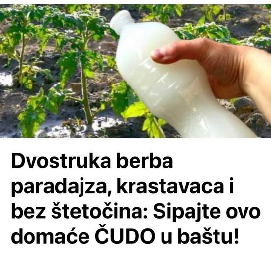 Dvostruka Berba Paradajza, Krastavaca I Bez Štetočina: Sipajte Ovo Domaće ČUD0 U Baštu! - featured image