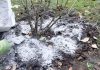 Kada, koliko i oko kojih voćnih vrsta, a kojih ne, razbacivati drveni pepeo Kada, koliko i oko kojih voćnih vrsta, a kojih ne, razbacivati drveni pepeo - featured image
