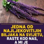 Jedna od najljekovitijih biljaka na svijetu, raste kod nas, a mi je ne primjećujemo Jedna od najljekovitijih biljaka na svijetu, raste kod nas, a mi je ne primjećujemo - featured image