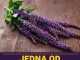 Jedna od najljekovitijih biljaka na svijetu, raste kod nas, a mi je ne primjećujemo Jedna od najljekovitijih biljaka na svijetu, raste kod nas, a mi je ne primjećujemo - featured image