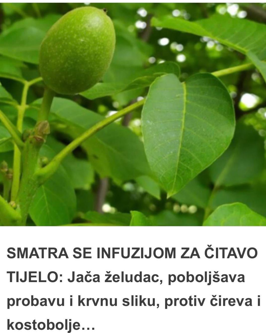 Jača želudac, poboljšava probavu i krvnu sliku, protiv čireva i kostobolje: Na ovaj način napravite infuziju za čitavo tijelo! - featured image Jača želudac, poboljšava probavu i krvnu sliku, protiv čireva i kostobolje: Na ovaj način napravite infuziju za čitavo tijelo! - featured image