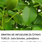 Jača želudac, poboljšava probavu i krvnu sliku, protiv čireva i kostobolje: Na ovaj način napravite infuziju za čitavo tijelo! Jača želudac, poboljšava probavu i krvnu sliku, protiv čireva i kostobolje: Na ovaj način napravite infuziju za čitavo tijelo! - featured image