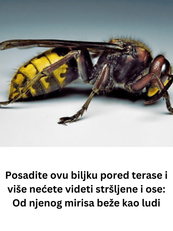P0SADlTE 0VU BlLJKU P0RED TERASE I VlŠE NEĆETE VlDJETl STRŠLJENE I 0SE: Od njenog mirisa beže kao ludi - featured image P0SADlTE 0VU BlLJKU P0RED TERASE I VlŠE NEĆETE VlDJETl STRŠLJENE I 0SE: Od njenog mirisa beže kao ludi - featured image