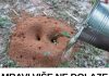 MRAVI VAM UNIŠTAVAJU VRT? Evo kako da ih se riješite na PRIRODAN NAČIN! MRAVI VAM UNIŠTAVAJU VRT? Evo kako da ih se riješite na PRIRODAN NAČIN! - featured image
