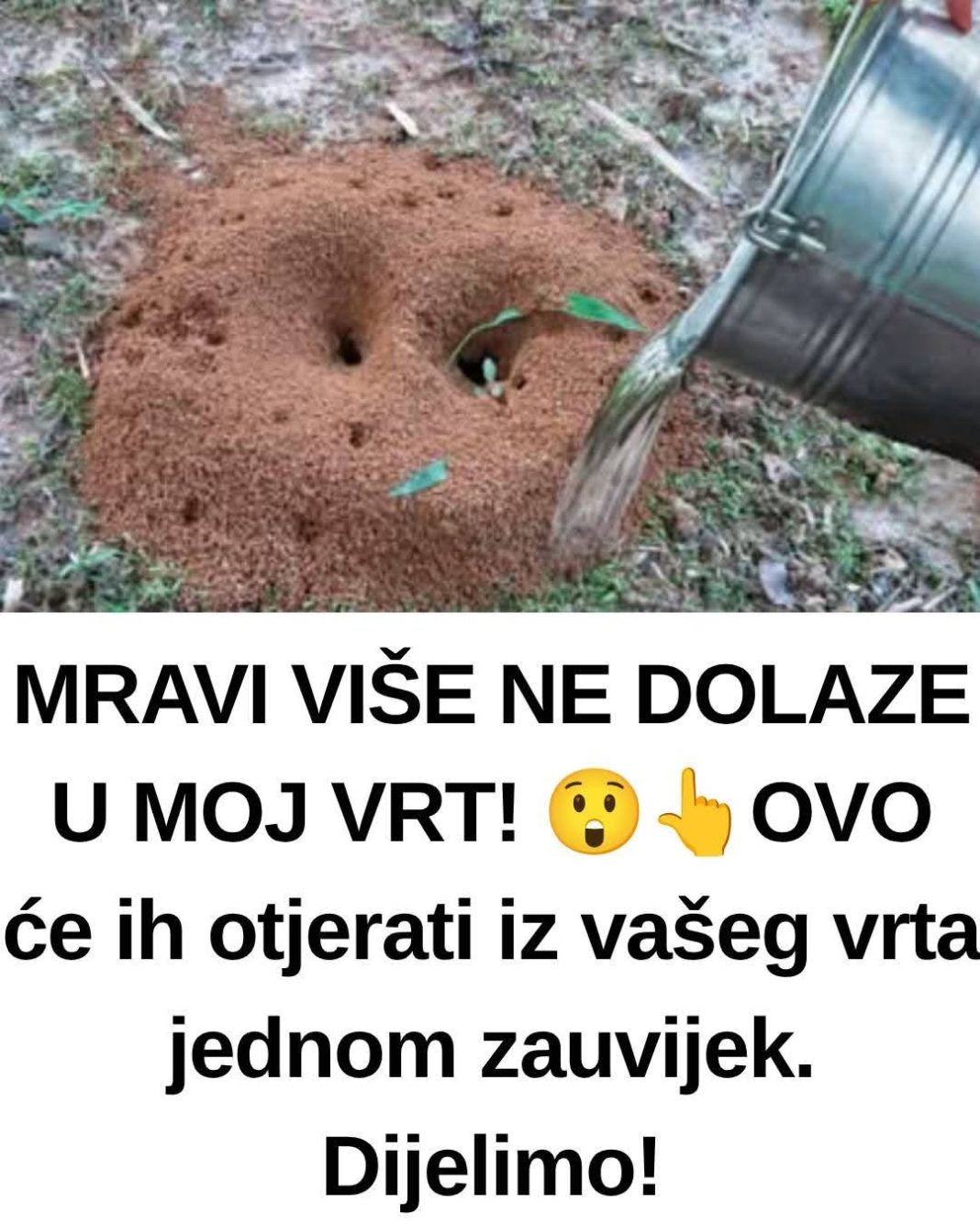 MRAVI VAM UNIŠTAVAJU VRT? Evo kako da ih se riješite na PRIRODAN NAČIN! - featured image
