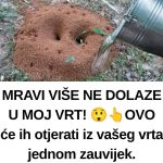 MRAVI VAM UNIŠTAVAJU VRT? Evo kako da ih se riješite na PRIRODAN NAČIN! MRAVI VAM UNIŠTAVAJU VRT? Evo kako da ih se riješite na PRIRODAN NAČIN! - featured image