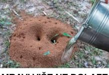 MRAVI VAM UNIŠTAVAJU VRT? Evo kako da ih se riješite na PRIRODAN NAČIN! MRAVI VAM UNIŠTAVAJU VRT? Evo kako da ih se riješite na PRIRODAN NAČIN! - featured image