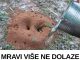 MRAVI VAM UNIŠTAVAJU VRT? Evo kako da ih se riješite na PRIRODAN NAČIN! MRAVI VAM UNIŠTAVAJU VRT? Evo kako da ih se riješite na PRIRODAN NAČIN! - featured image