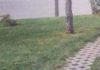 Fotka jedne šetnice iz Srbije danima kruži regijom, odmah će vam biti jasno zašto je hit Fotka jedne šetnice iz Srbije danima kruži regijom, odmah će vam biti jasno zašto je hit - featured image