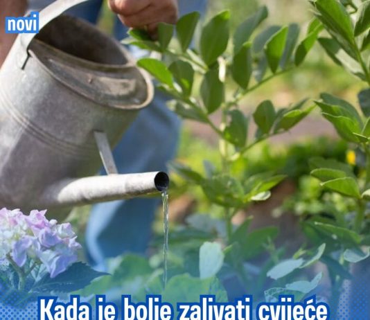 NE PRAVITE OVU GREŠKU TOKOM VRUĆINA! 🌺☀️ Kada je pravo vrijeme za zalivanje cvijeća – ujutru ili uvečer? Samo jedno daje najbolje rezultate! NE PRAVITE OVU GREŠKU TOKOM VRUĆINA! 🌺☀️ Kada je pravo vrijeme za zalivanje cvijeća – ujutru ili uvečer? Samo jedno daje najbolje rezultate! - featured image