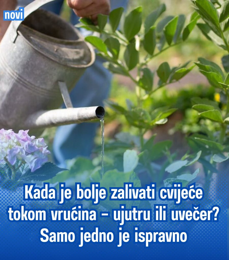 NE PRAVITE OVU GREŠKU TOKOM VRUĆINA! 🌺☀️ Kada je pravo vrijeme za zalivanje cvijeća – ujutru ili uvečer? Samo jedno daje najbolje rezultate! - featured image