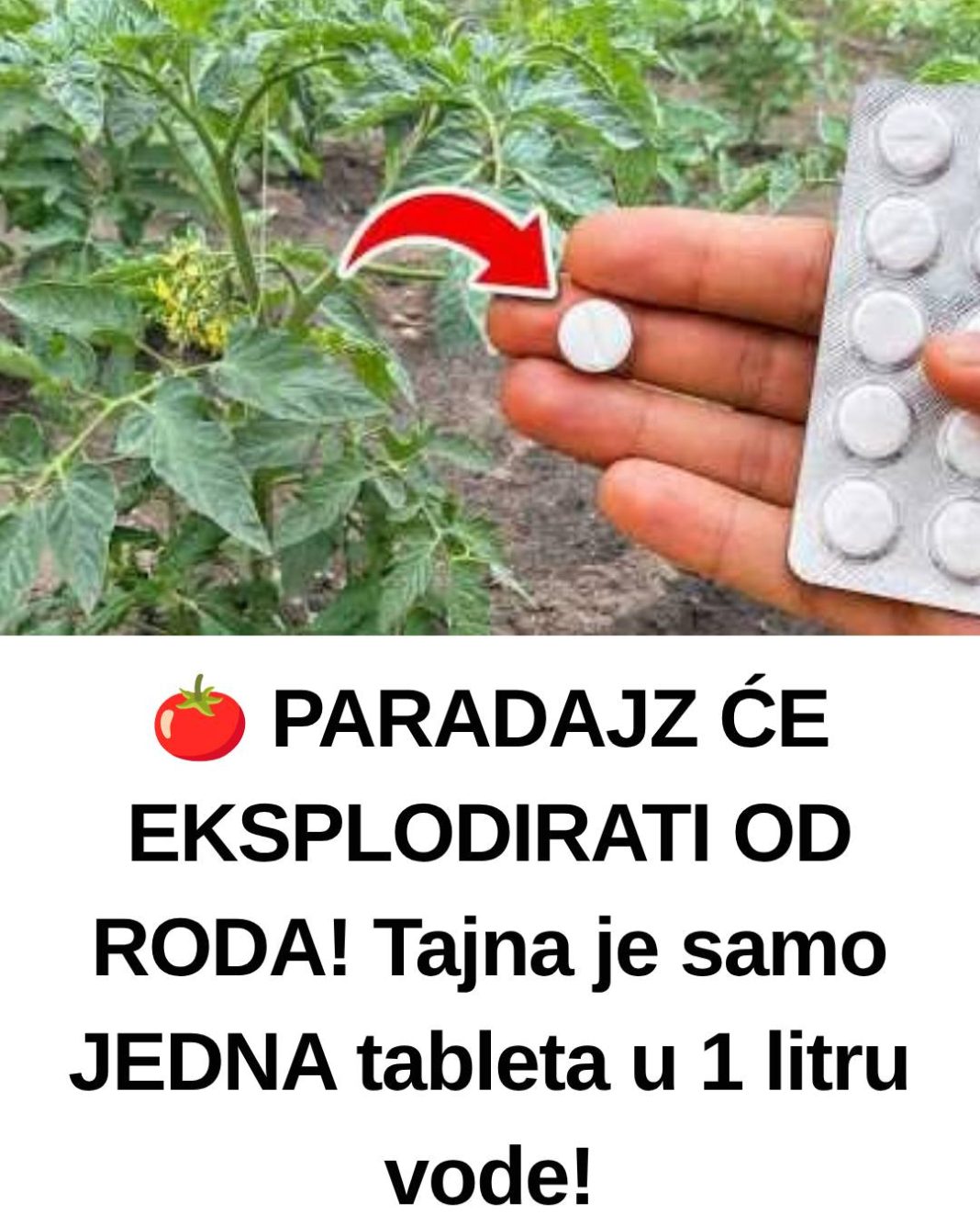 🍅 PARADAJZ ĆE EKSPLODIRATI OD RODA! Tajna je samo JEDNA tableta u 1 litru vode! - featured image 🍅 PARADAJZ ĆE EKSPLODIRATI OD RODA! Tajna je samo JEDNA tableta u 1 litru vode! - featured image