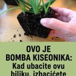 OVO JE BOMBA KISEONIKA: Kad ubacite ovu biljku, izbacićete sve otrove iz doma OVO JE BOMBA KISEONIKA: Kad ubacite ovu biljku, izbacićete sve otrove iz doma - featured image