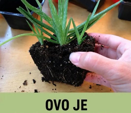 OVO JE BOMBA KISEONIKA: Kad ubacite ovu biljku, izbacićete sve otrove iz doma OVO JE BOMBA KISEONIKA: Kad ubacite ovu biljku, izbacićete sve otrove iz doma - featured image