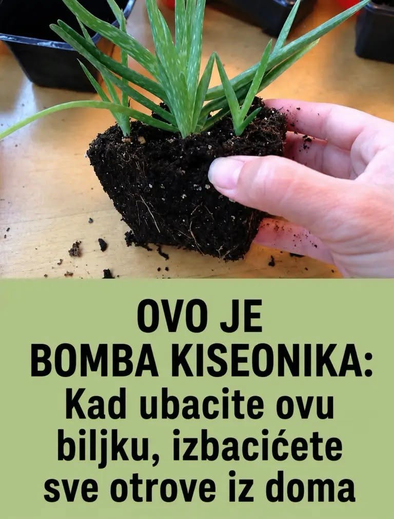OVO JE BOMBA KISEONIKA: Kad ubacite ovu biljku, izbacićete sve otrove iz doma - featured image OVO JE BOMBA KISEONIKA: Kad ubacite ovu biljku, izbacićete sve otrove iz doma - featured image