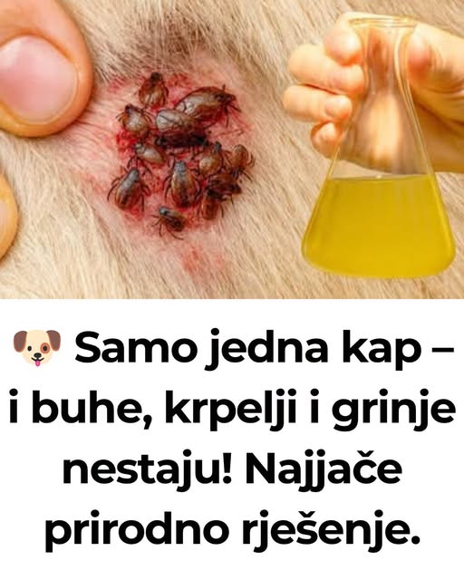 🐶 Samo jedna kap – i buhe, krpelji i grinje nestaju! Najjače prirodno rješenje… - featured image