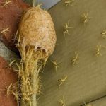 Izašao sam na trijem i vidio kako zid… oživljava! Stotine sitnih stvorenja izašlo je iz svoje tajanstvene čahure ravno pred mojim vratima! Izašao sam na trijem i vidio kako zid… oživljava! Stotine sitnih stvorenja izašlo je iz svoje tajanstvene čahure ravno pred mojim vratima! - featured image