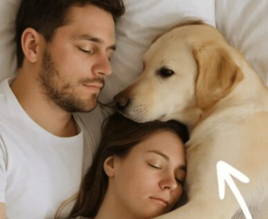 Pas koji nikada nije ulazio u spavaću sobu probudio nas je noću — i odmah smo shvatili zašto. Pas koji nikada nije ulazio u spavaću sobu probudio nas je noću — i odmah smo shvatili zašto. - featured image