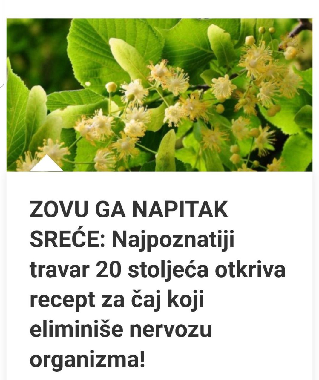 ZOVU GA NAPITAK SREĆE: Najpoznatiji Travar 20 Stoljeća Otkriva Recept Za Čaj Koji Eliminiše Nervozu Organizma! - featured image ZOVU GA NAPITAK SREĆE: Najpoznatiji Travar 20 Stoljeća Otkriva Recept Za Čaj Koji Eliminiše Nervozu Organizma! - featured image