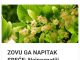 ZOVU GA NAPITAK SREĆE: Najpoznatiji Travar 20 Stoljeća Otkriva Recept Za Čaj Koji Eliminiše Nervozu Organizma! ZOVU GA NAPITAK SREĆE: Najpoznatiji Travar 20 Stoljeća Otkriva Recept Za Čaj Koji Eliminiše Nervozu Organizma! - featured image