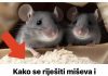 Evo kako se riješiti miševa i pacova pomoću SODE BIKARBONE? To bi svi trebali znati tokom sezone! Evo kako se riješiti miševa i pacova pomoću SODE BIKARBONE? To bi svi trebali znati tokom sezone! - featured image
